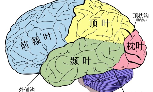 吃黄酮的副作用网 - 为你提供吃黄酮的副作用有哪些、黄酮吃了会发胖吗